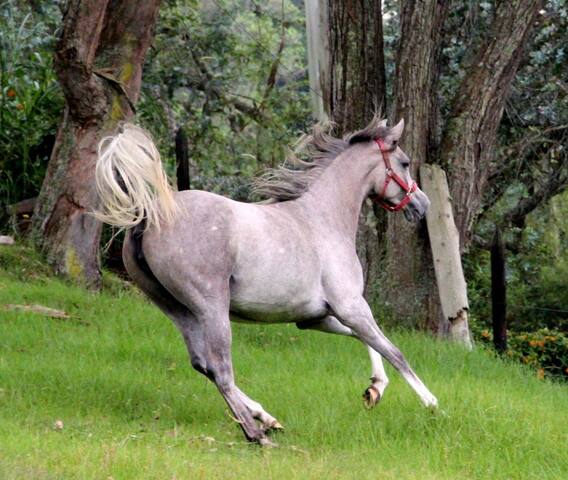 Finca Top en el Retiro Piscina| Montañas Caballos